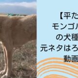 【平たい】モンゴルの犬の犬種は？元ネタはろふまおの動画？