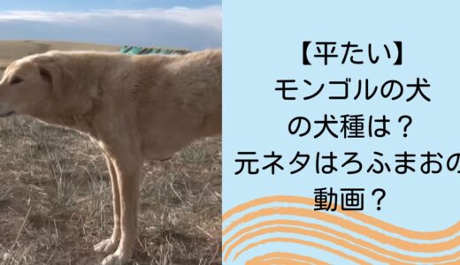 【平たい】モンゴルの犬の犬種は？元ネタはろふまおの動画？