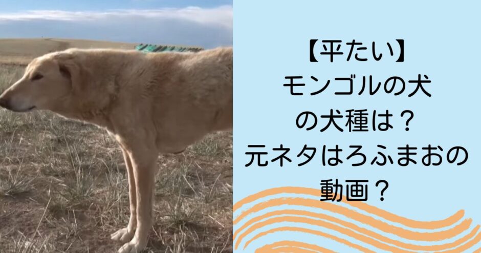 【平たい】モンゴルの犬の犬種は？元ネタはろふまおの動画？